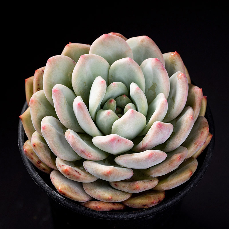 エケベリア'アリエル'の基本情報・育て方｜多肉植物・サボテン図鑑