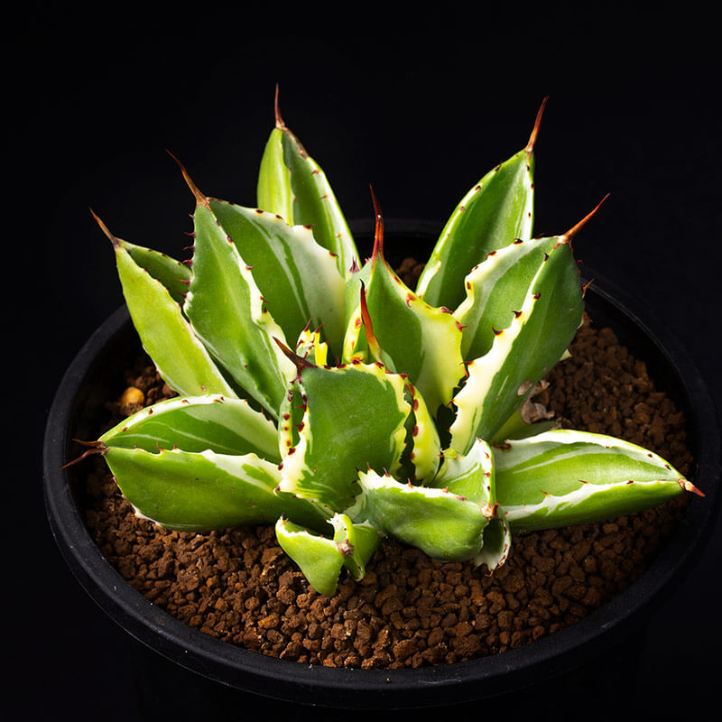 アガベ'キュービック錦'の基本情報・育て方｜多肉植物・サボテン図鑑