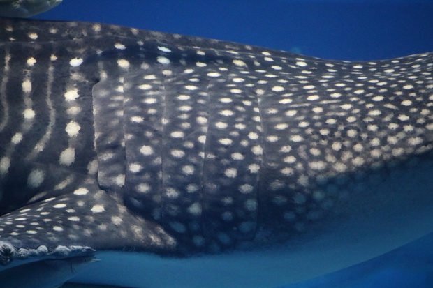 じんべえざめ・ジンベエザメ・甚兵衛鮫・鯨鮫・whale shark・Rhincodon