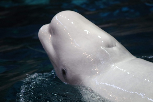 しろいるか・シロイルカ・Delphinapterus leucas / ブログ / 酢飯屋