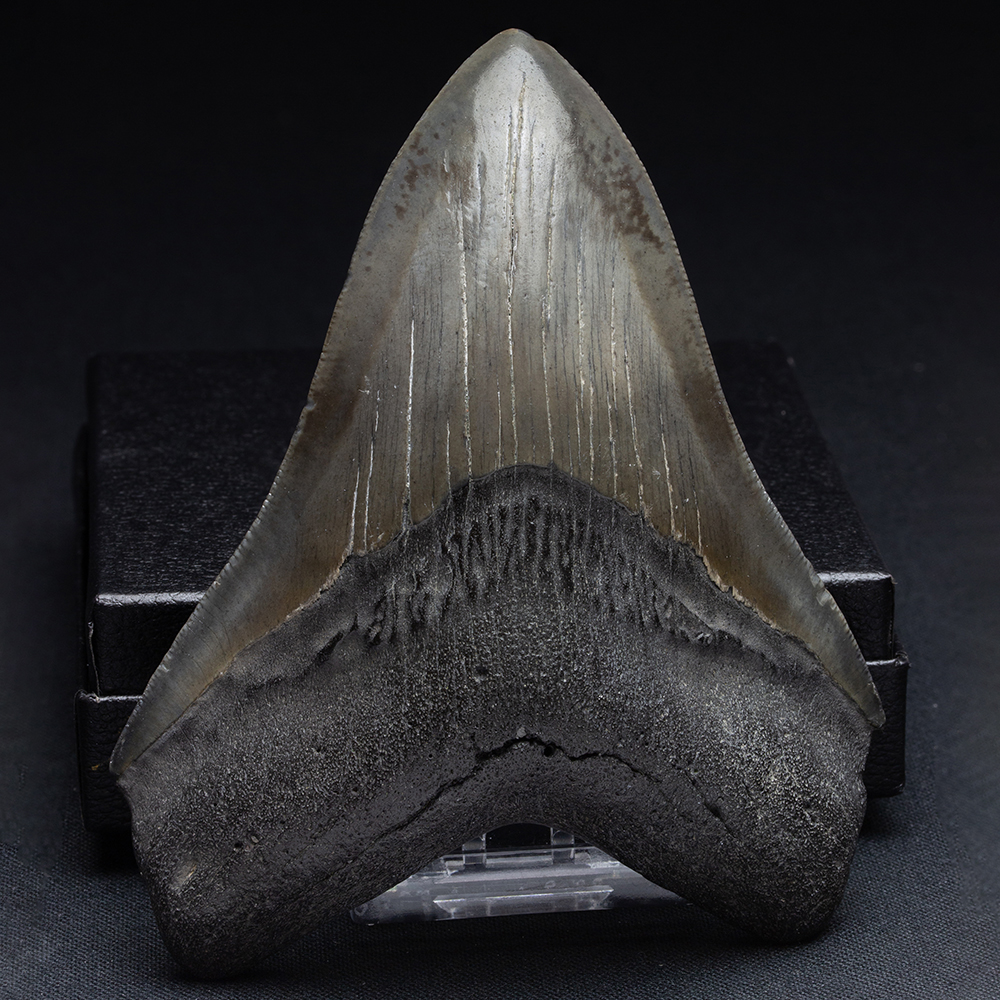 メガロドンの歯028｜恐竜・化石グッズの専門店 ふぉっしる