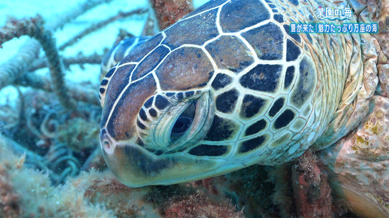 楽園の海 夏が来た！万座の海 – QAB NEWS Headline