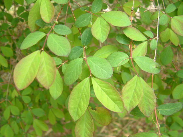 ヤマウグイスカグラ