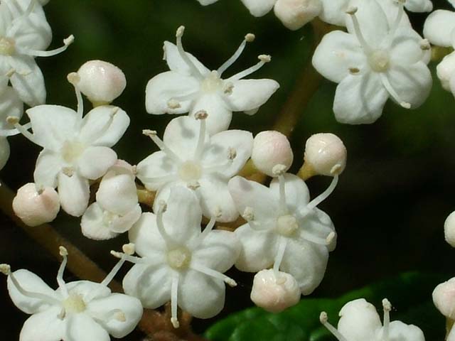 ミヤマガマズミ