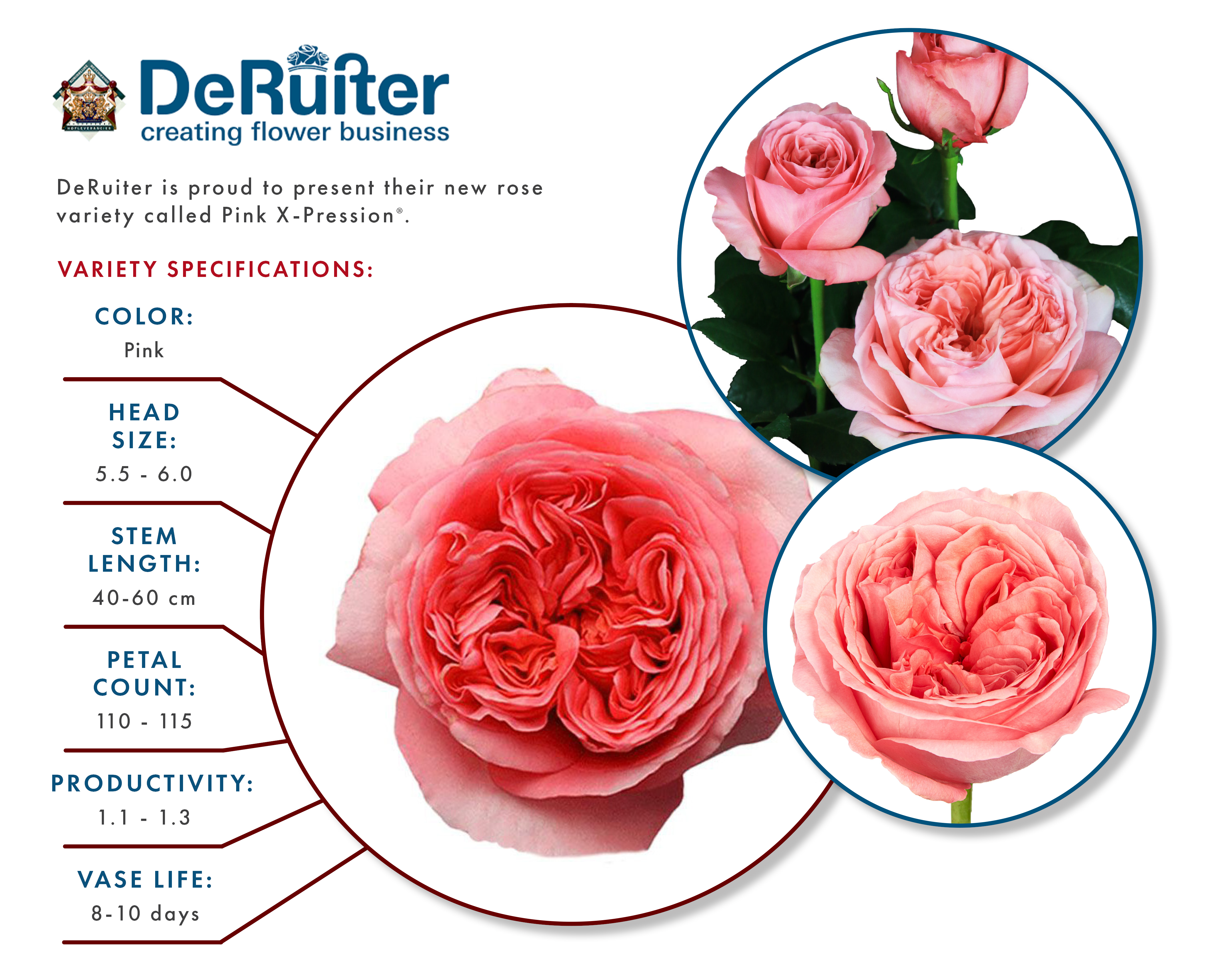 DeRuiter Pink X-Pression: The Perfect Pink Garden Rose - Rio Roses