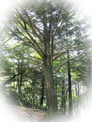 木材販売専門店/木の知識/木の用途と性質 イチイ [ウッドショップ関口]