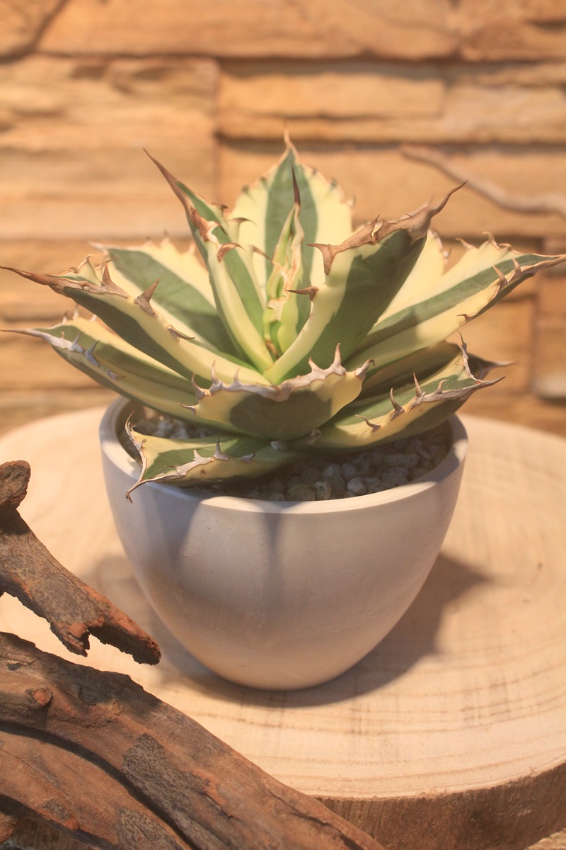アガベ ・チタノタ スナグルトゥース 651｜観葉植物専門店「ワールド