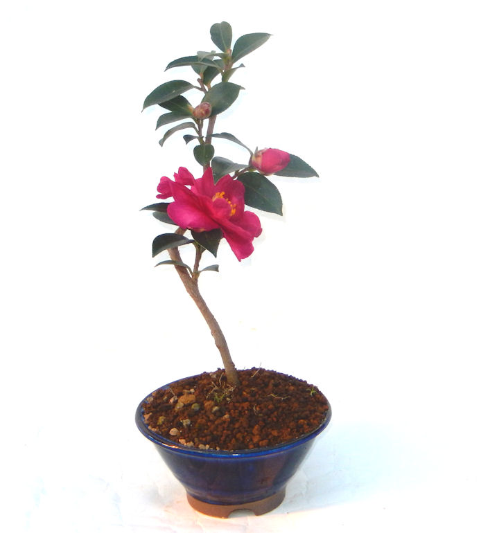 さざんか サザンカ 山茶花のミニ盆栽 |東京盆栽 a-masa-103sazanka2018