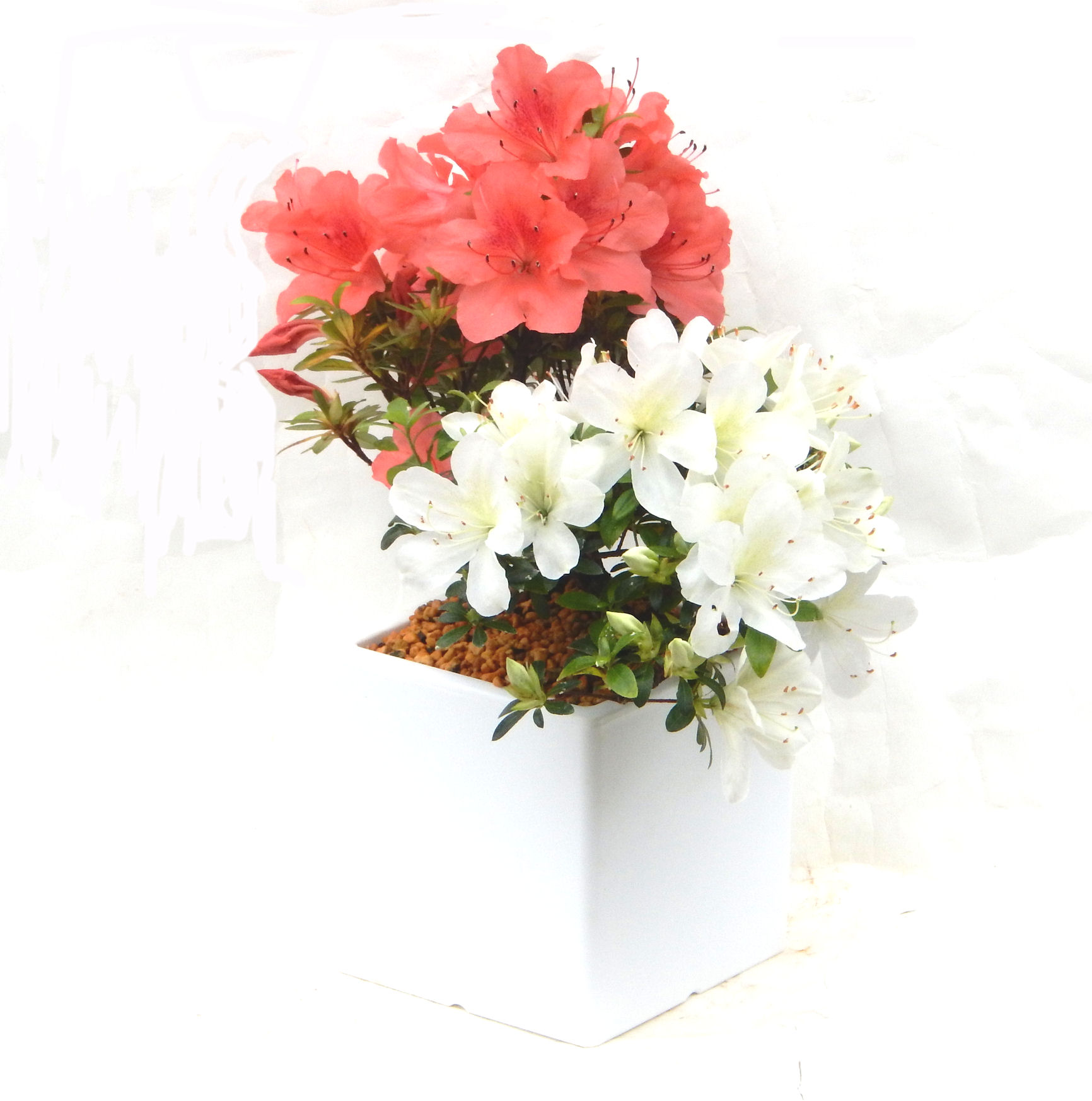 さつき盆栽特集｜東京盆栽｜a-masa-103satuki2023bonsai