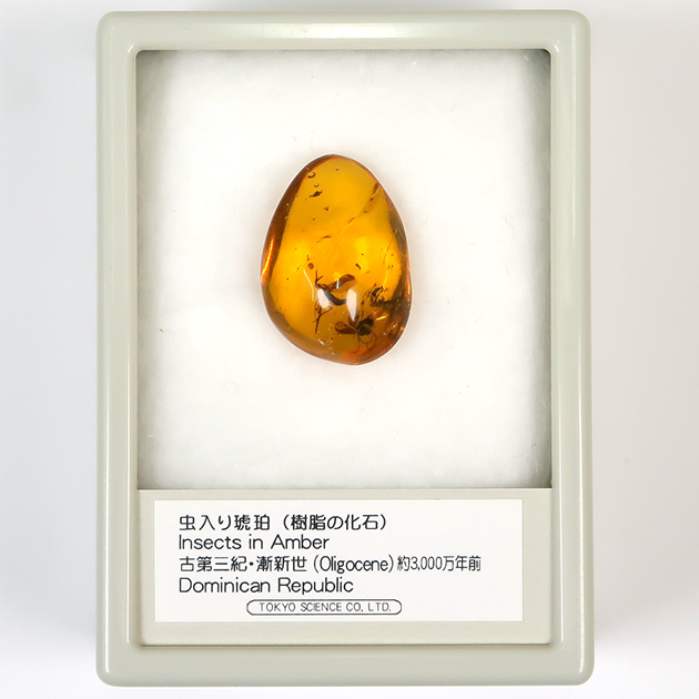 虫入り琥珀（Insects in Amber）｜化石販売・鉱物販売の東京サイエンス