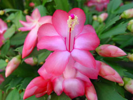 花岬農園 : シャコバサボテン・花の一覧