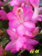 花岬農園のシャコバサボテン・出荷スケジュール