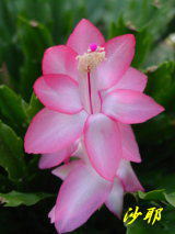 花岬農園のシャコバサボテン・出荷スケジュール