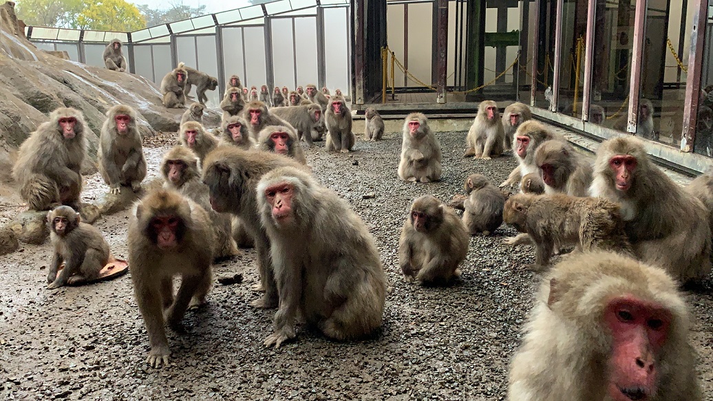おさるさん大集合！ | 高尾山さる園ブログ