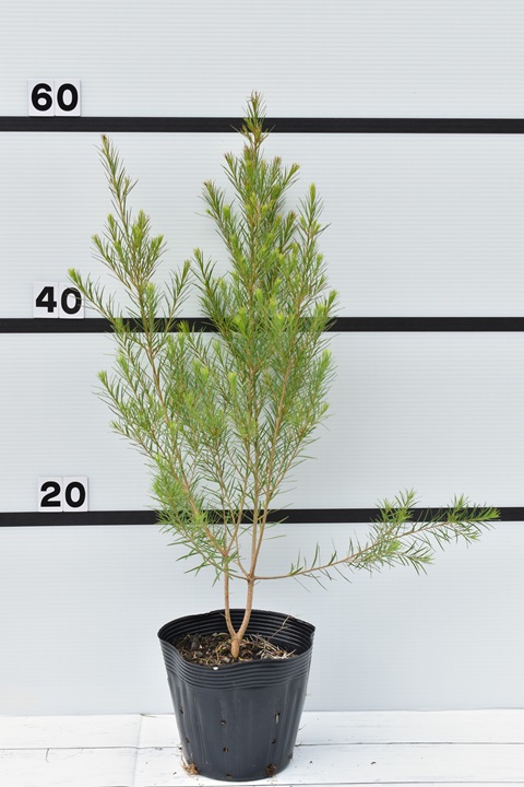 メラレウカ メディカルティーツリー｜メラレウカの生産販売 タナカ園芸