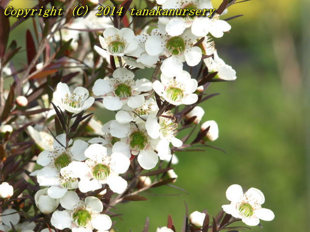 レプトスペルマム カッパーグロー｜メラレウカの生産販売 タナカ園芸