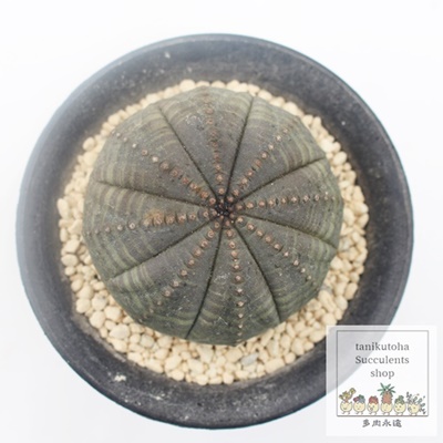 シンメトリカ,ユーフォルビア属,シンメトリカ通販,シンメトリカ育て方