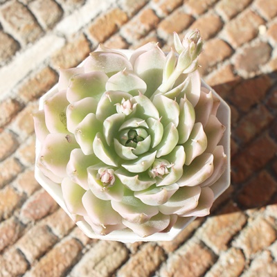 マーガレットレッピン錦,マーガレットレッピン錦の通販,マーガレット