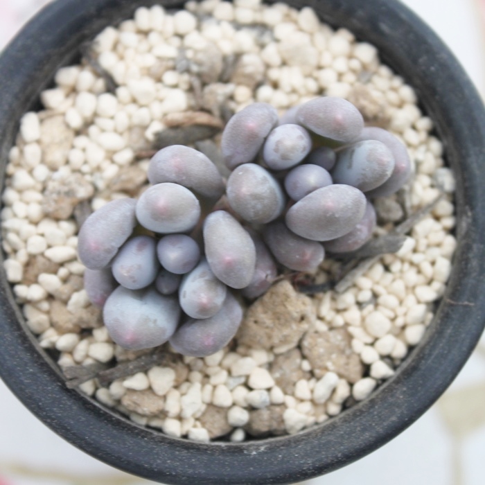 オレンジスノーボール,パキフィツム属,パキフィツムの通販,開店祝い