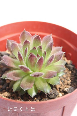 センペルビウムの販売,センペルビウムの通販センペルビウムの増やし方