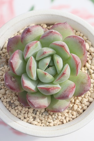 多肉植物のおすすめ販売,サボテンの激安販売,多肉植物の販売,多肉の