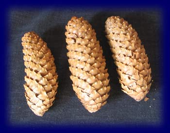 ドイツトウヒの松ぼっくりセット[雑貨][自然物やネイチャーコーナー用小物]