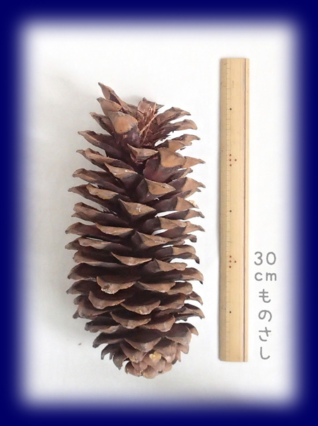 シュガーパインコーン（大きな松ぼっくり）[雑貨][自然物やネイチャー