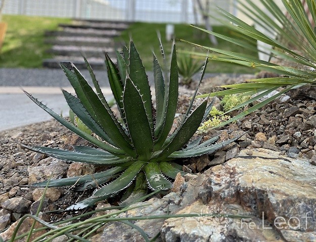 アガベ・ホリダ」｜外構とお庭作りのthe.Leaf（ザ・リーフ）｜ 鈴鹿市