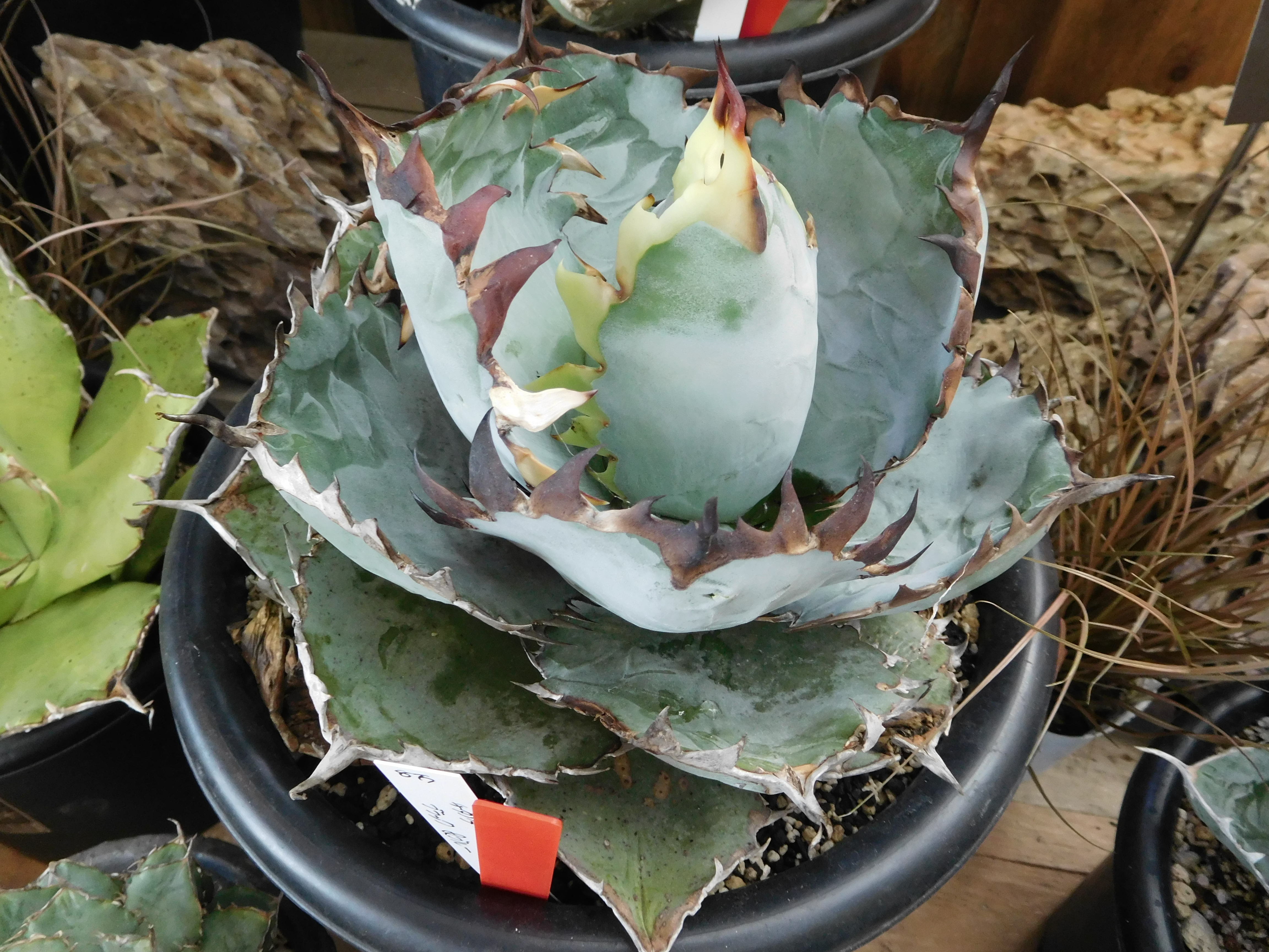 本日開催！アガベコレクション！ | ザ・ガーデンの園芸スタッフブログ