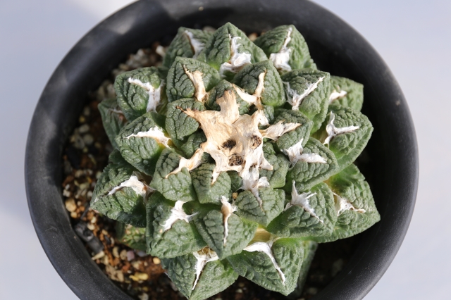 亀甲牡丹 実生 A1023☆アリオカルプス 牡丹 サボテン☆「送料無料