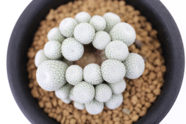 月世界群生type A1328☆エピテランサ サボテン☆浦部陽向園