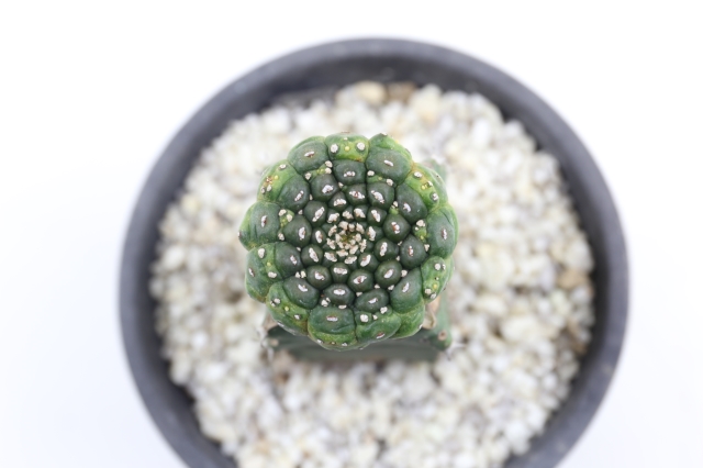 ギムノカリキオイデス 接ぎ木 A1616☆ユーフォルビア 多肉植物☆「送料