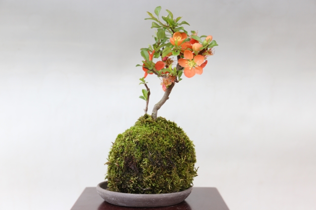 長寿梅（赤花）苔玉 A1687 数量もの ギフトにオススメ☆花物実物 ボケ