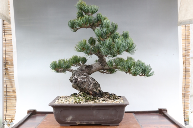 宮島五葉松 A1756☆松柏類 中品盆栽☆「送料無料」浦部陽向園