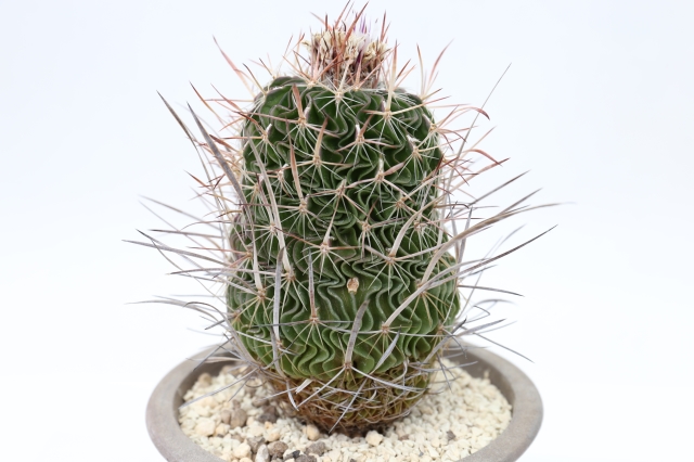 振武玉×千波万波 実生 A1974☆エキノフォスロカクタス サボテン☆浦部