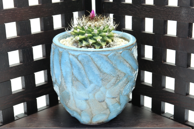 アロンソイ 輸入球type 実生塊根 A2294☆ツルビニカルプス サボテン