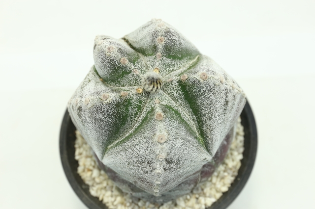 ランポー玉 古株type 実生 A2317☆アストロフィツム サボテン☆浦部陽向園