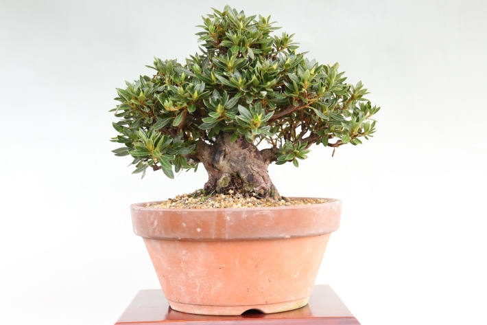 さつき（珍山） A2538☆サツキ 皐月 花物実物 小品盆栽☆「送料無料