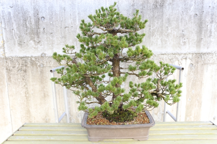 五葉松（九重） A2556☆ゴヨウマツ 松柏類 中品盆栽☆「送料無料」浦部