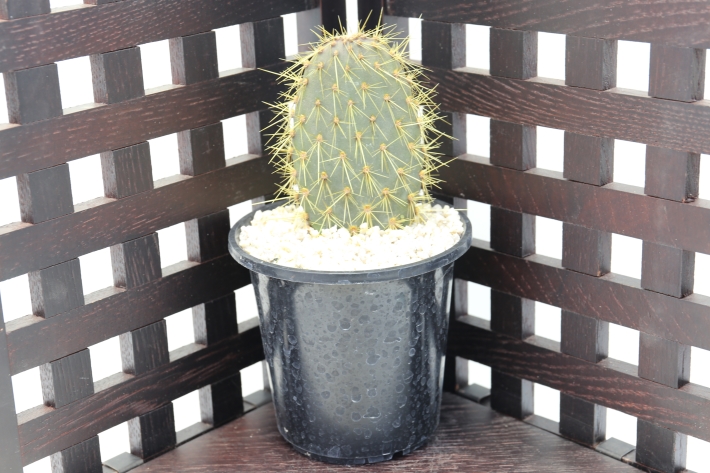 ガラパゴス団扇サボテン 金刺濃緑肌type A2566☆オプンチア サボテン