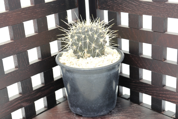 ガラパゴス団扇サボテン プラチナ刺黒肌type A2567☆オプンチア