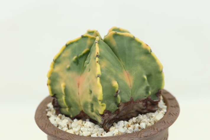 紅葉ランポー玉 実生古株type A2828☆アストロフィツム ヘキラン錦