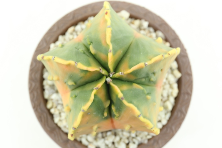 紅葉ランポー玉 実生古株type A2828☆アストロフィツム ヘキラン錦