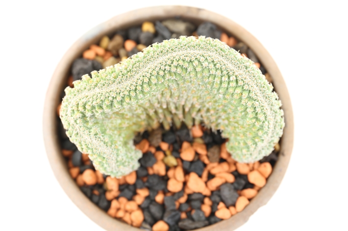 菊水綴化 A2908☆ストロンボカクタス サボテン☆「送料無料」浦部陽向園