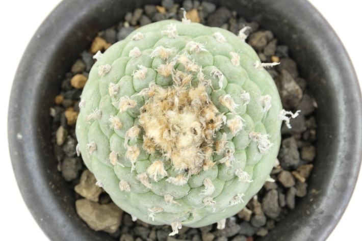 銀冠玉 実生 A2901☆ロフォフォラ サボテン☆「送料無料」浦部陽向園