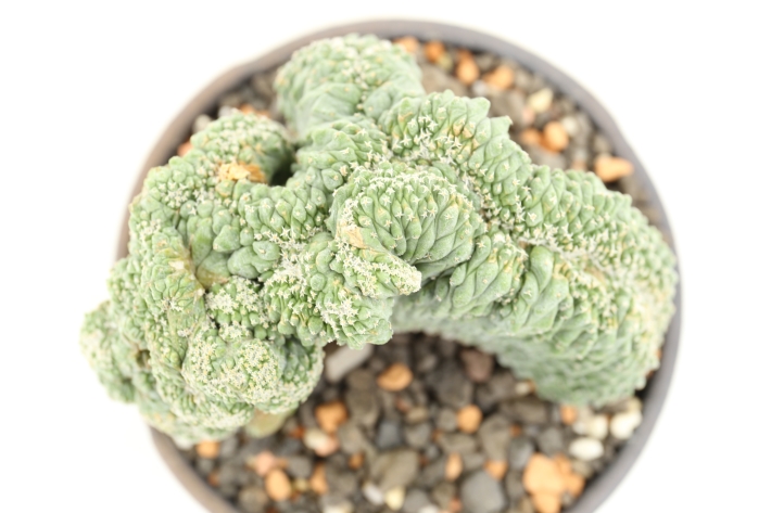 菊水綴化 実生カット群生株 A2924☆ストロンボカクタス サボテン