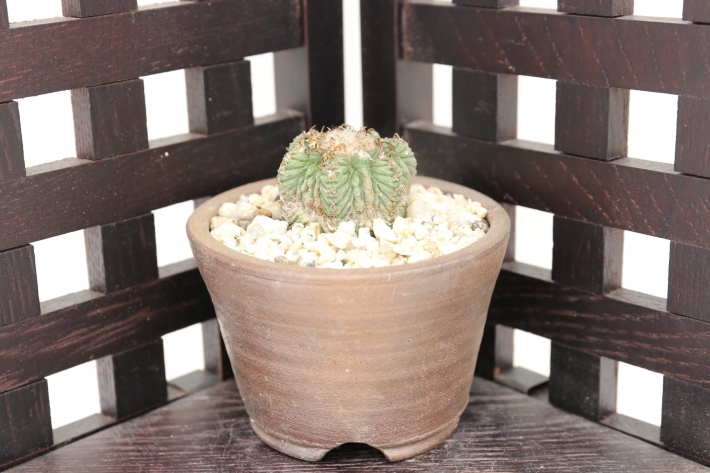 花籠 輸入球 A2933☆アズテキウム リッテリ サボテン☆「送料無料