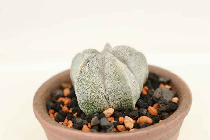 白ランポー玉 実生 A2958☆アストロフィツム サボテン☆浦部陽向園