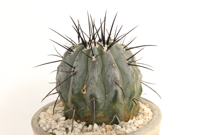 黒士冠（短刺・黒刺type） 輸入球 A2999☆コピアポア デアルバータ