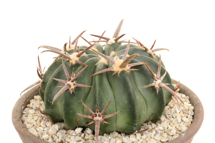 太平丸 実生 A3002☆エキノカクタス サボテン☆「送料無料」浦部陽向園